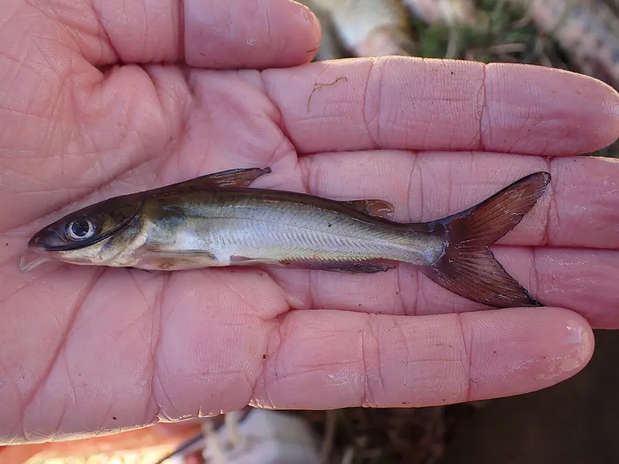 Channel Catfish