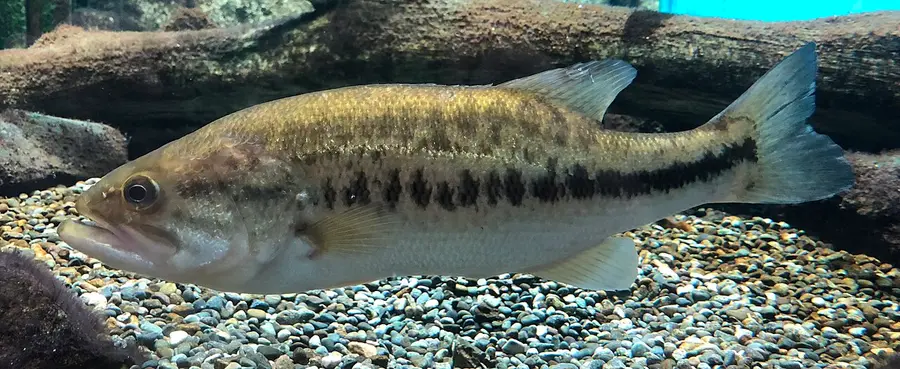 Largemouth Bass