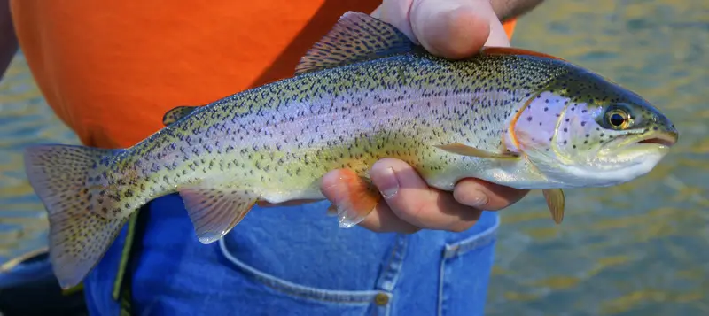 Rainbow Trout