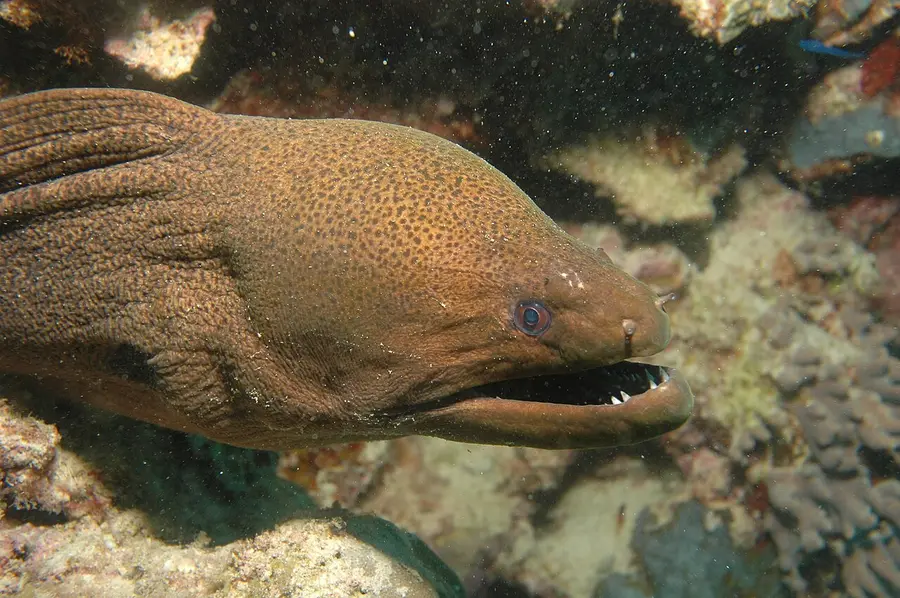 Giant Moray Eel