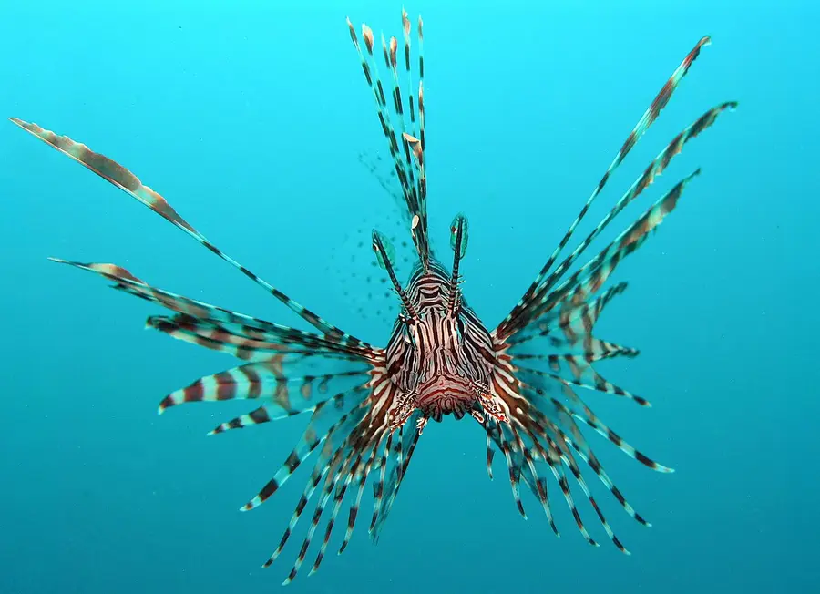 Lionfish