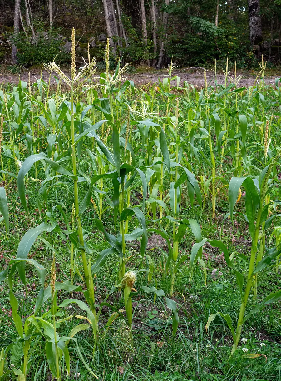 Corn