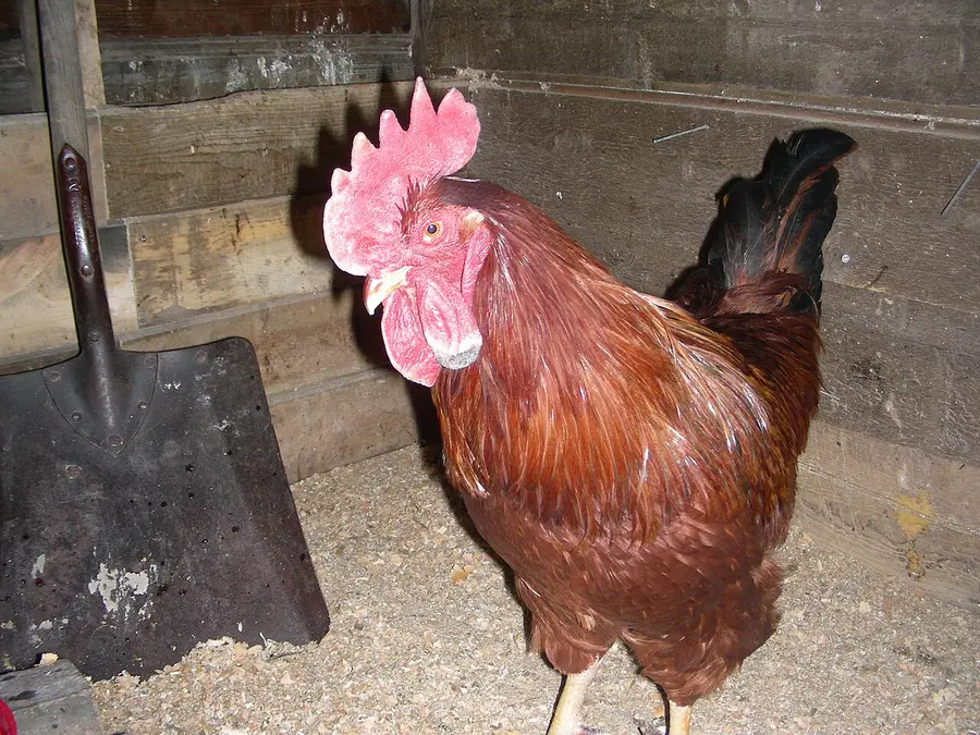 Rhode Island Red