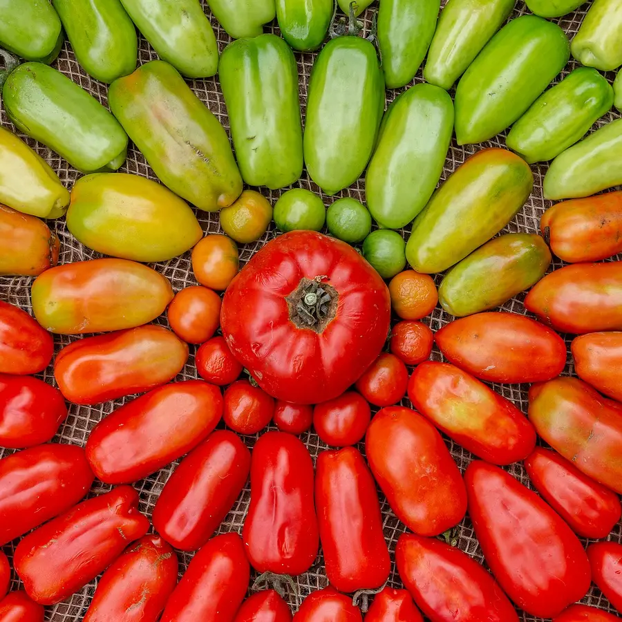Tomato