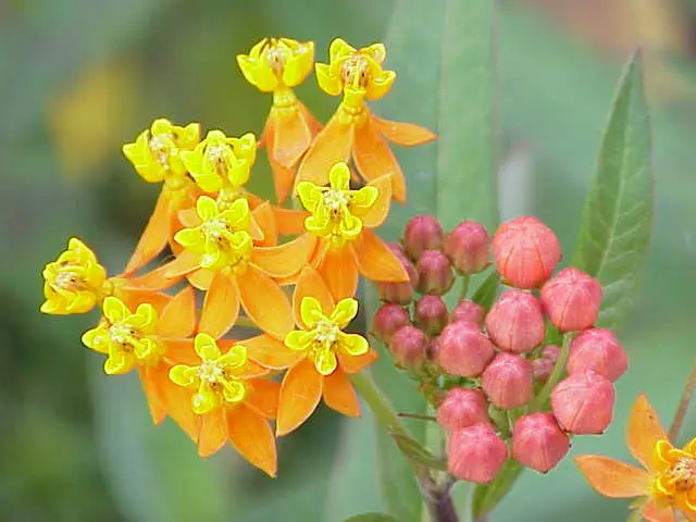 Butterfly Milkweed