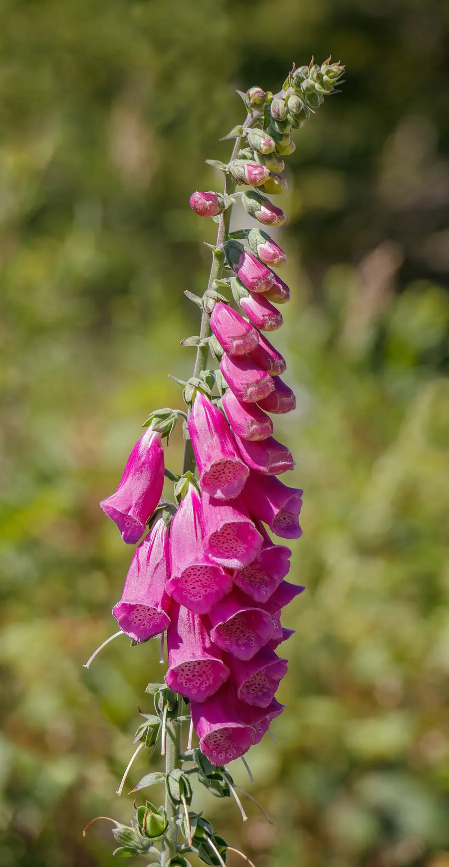 Foxglove