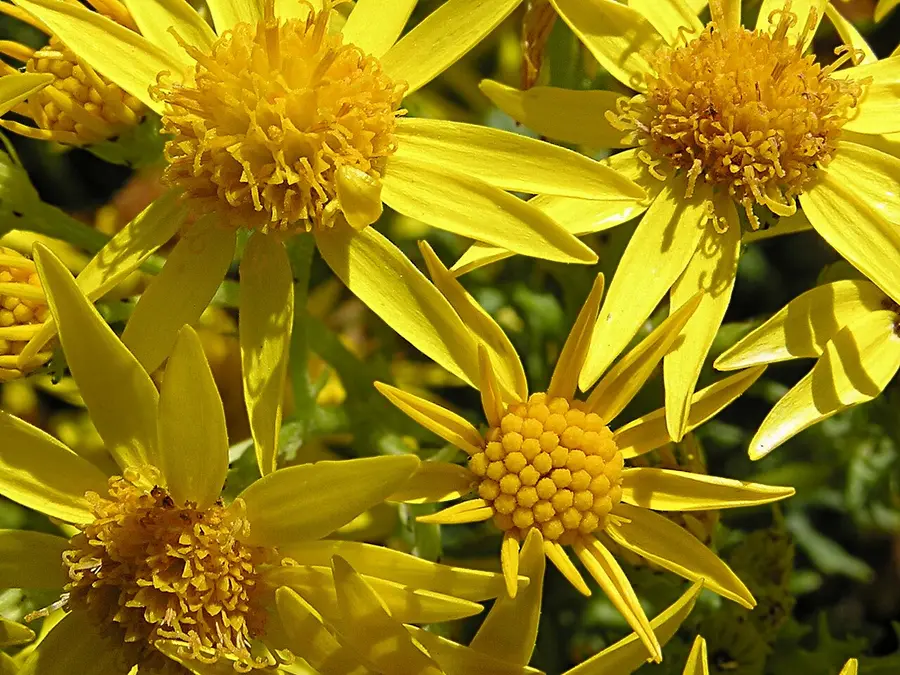 Ragwort