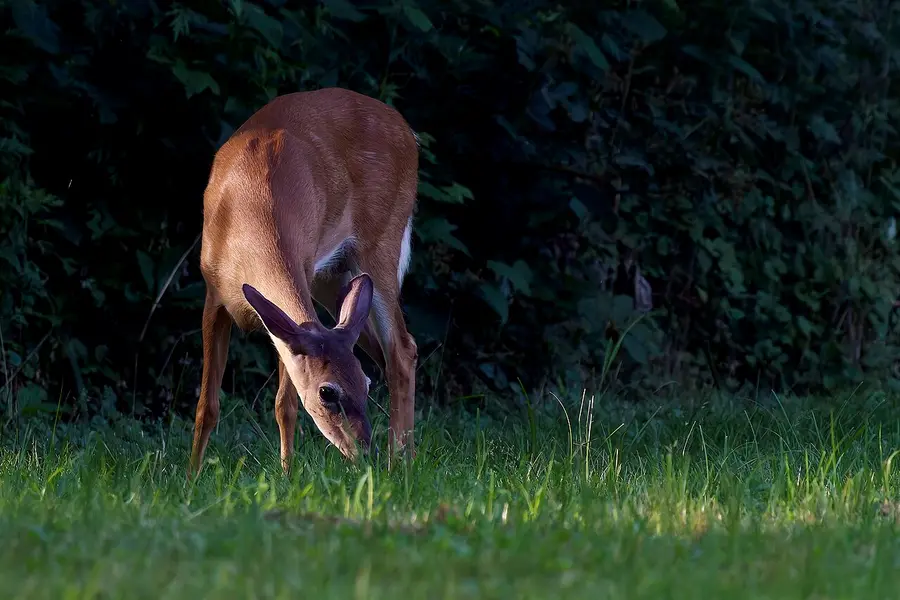 White-tailed Deer