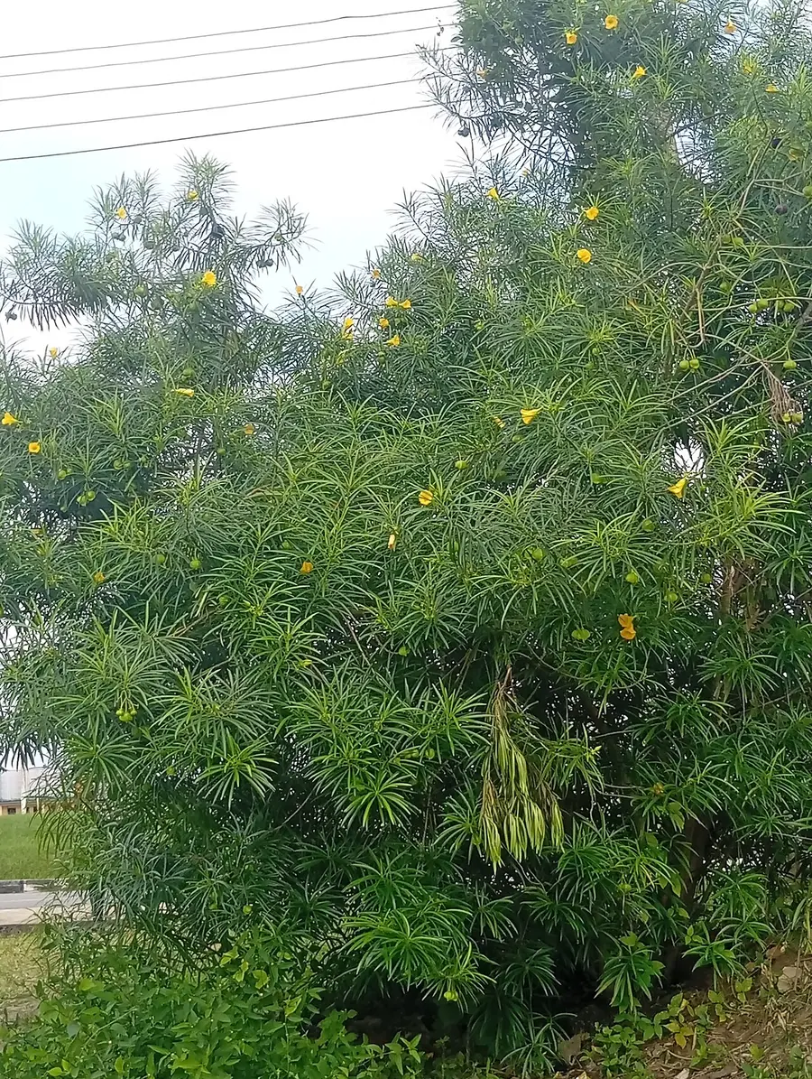 Yellow Oleander