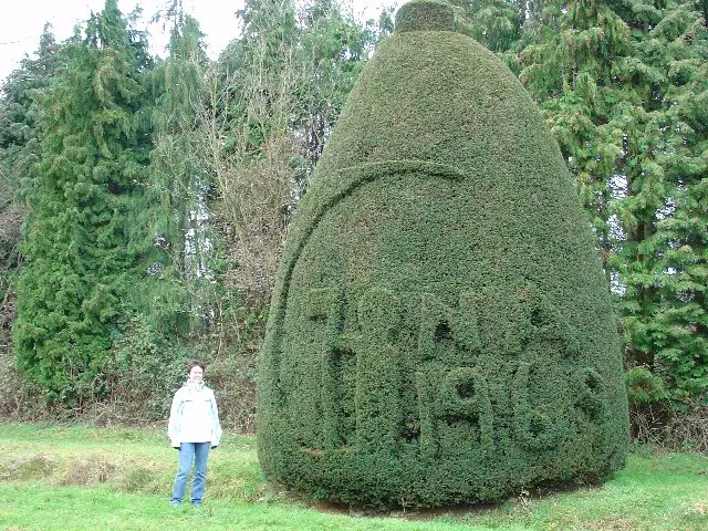 Yew