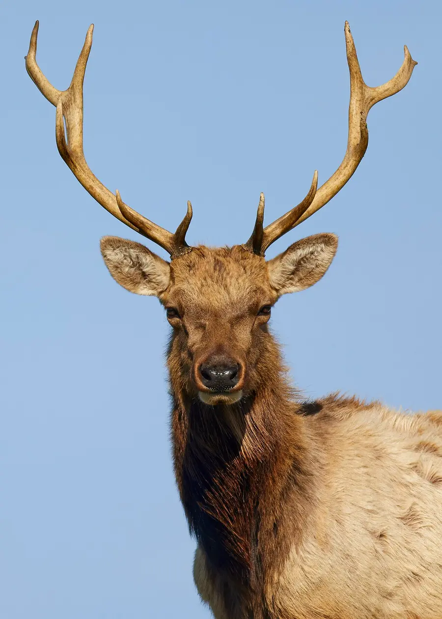 Elk