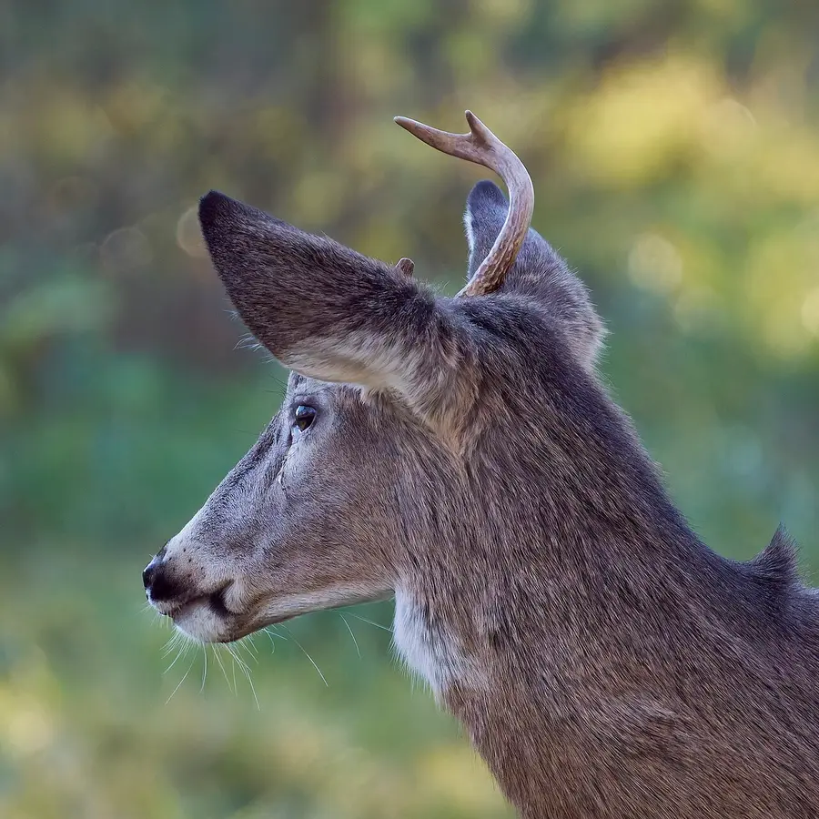 Mule Deer