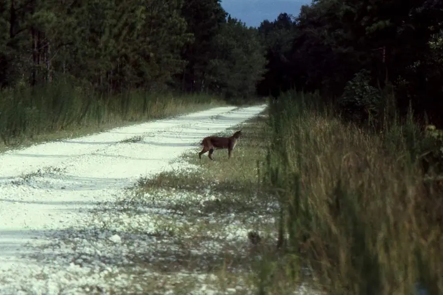 Whitetail Deer