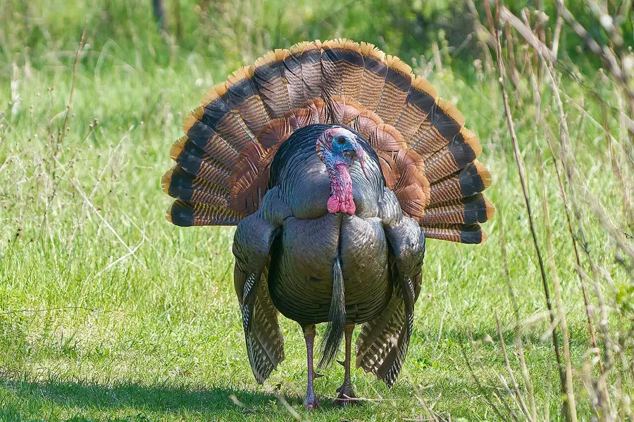 Wild Turkey