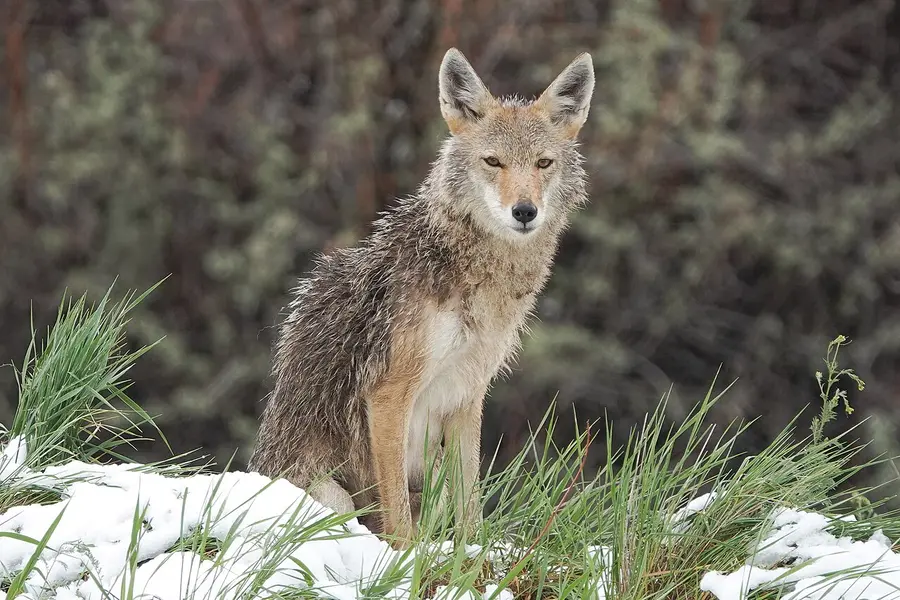 Coyote