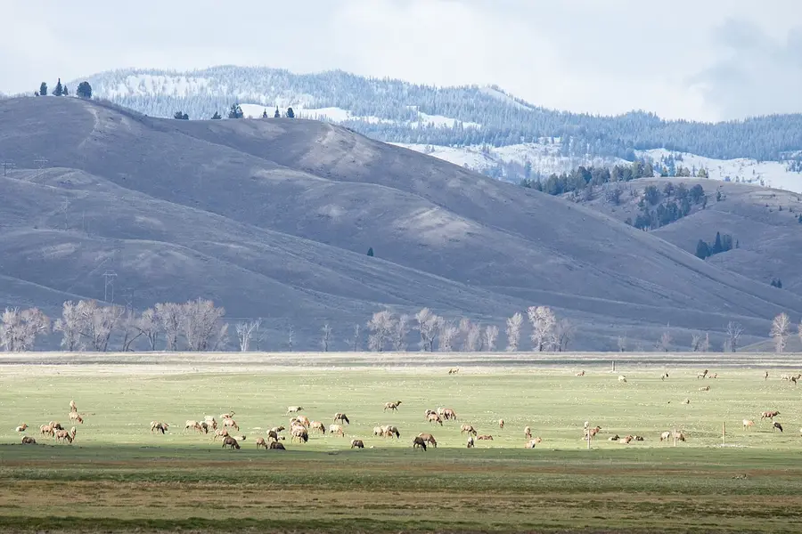 Elk