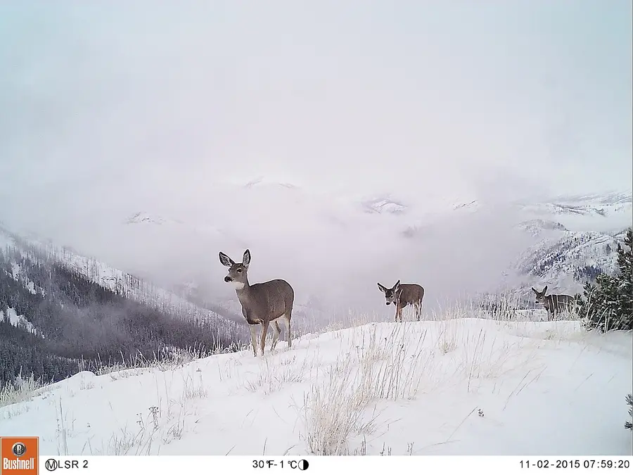 Mule Deer