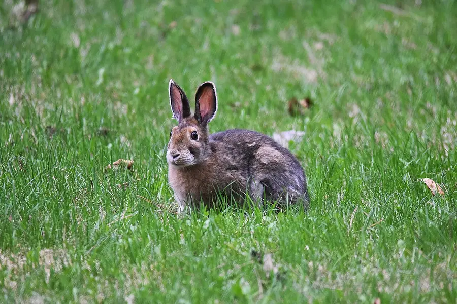 Snowshoe Hare