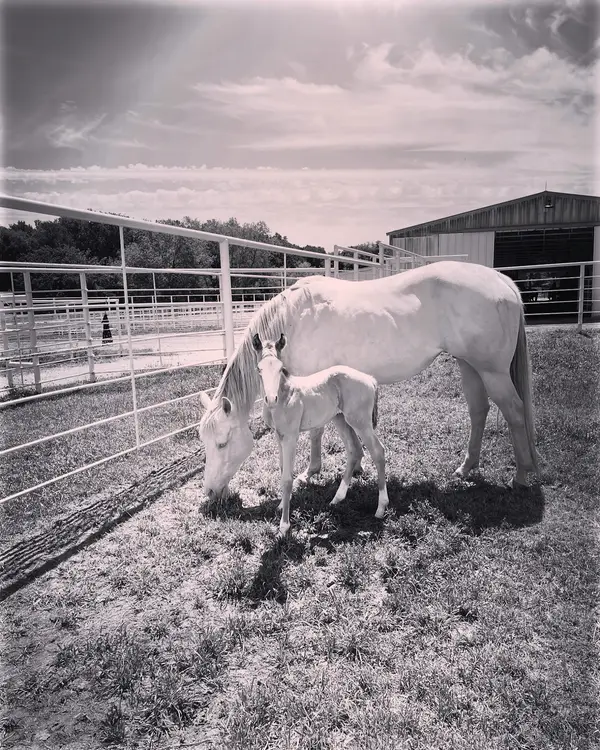 4Hearts Ranch & Horse Boarding, photo 3