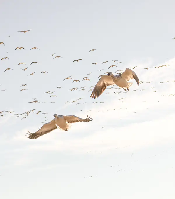 605 Waterfowl Outfitters
