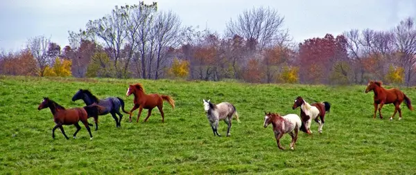 7A Ranch