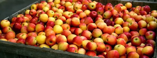 Aamodt's Apple Farm, Stillwater, MN
