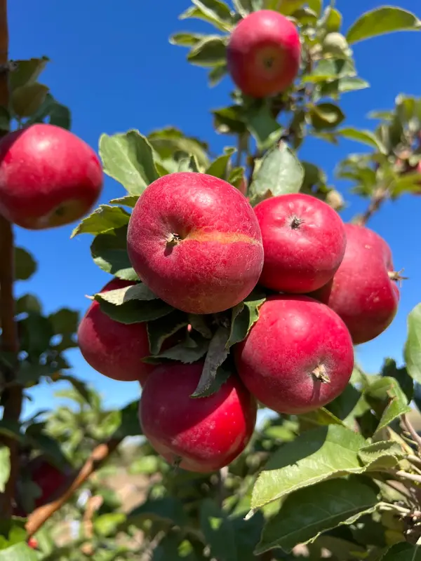 Adam's Apple Orchard & Country Store, Ault, CO