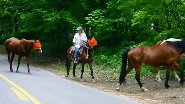 Adventure Horse Riding in NYS
