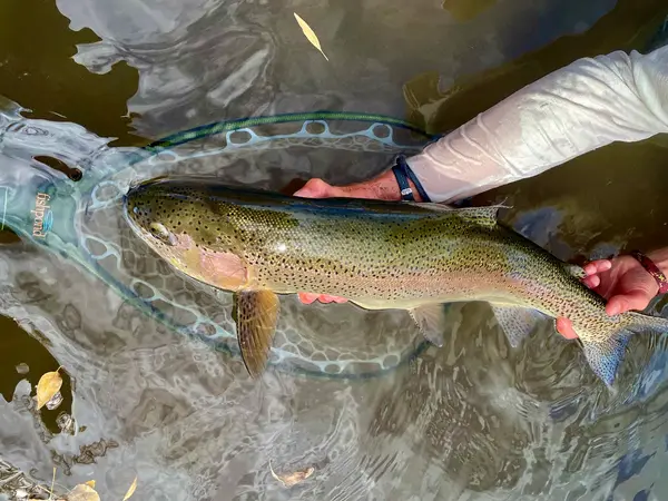 AEI Fly Fishing