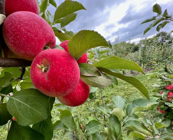 Afton Apple Orchard, Hastings, MN