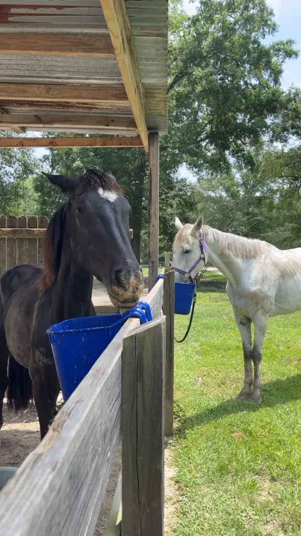Agape Ranch