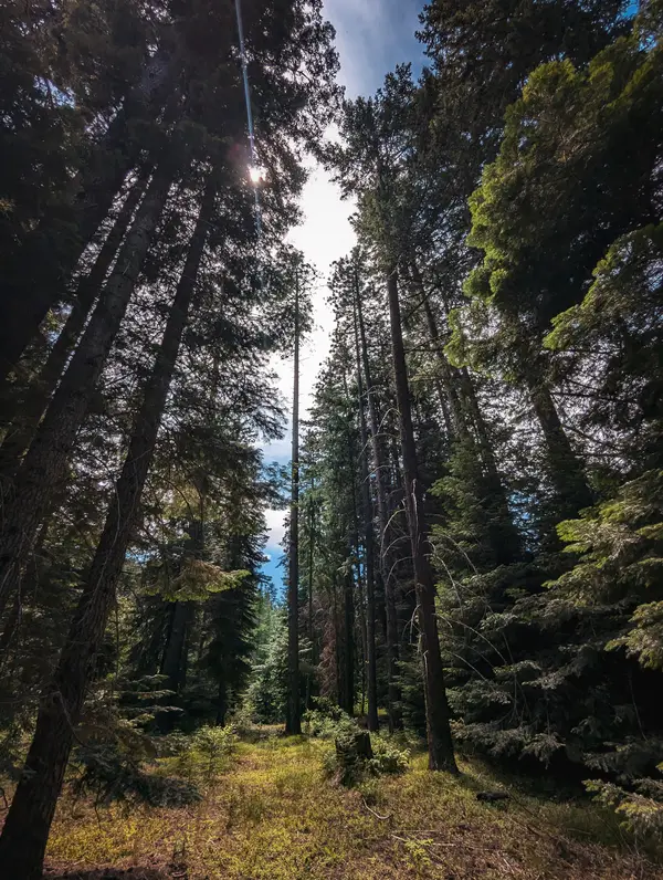 Ahtanum State Forest