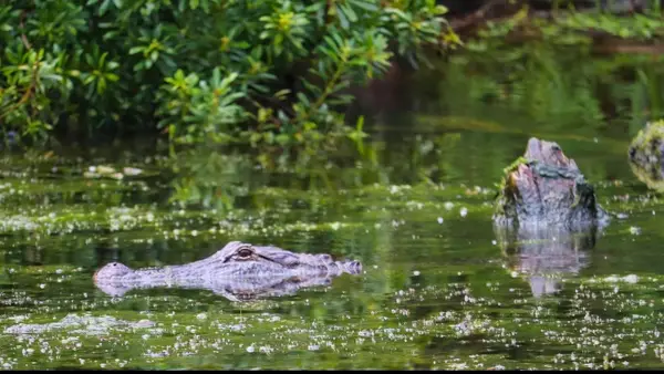 Airboat Adventures, Lafitte, LA