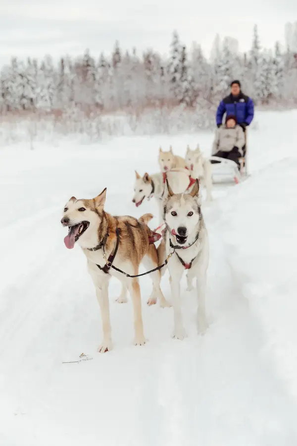 AK Sled Dog Tours, Talkeetna, AK