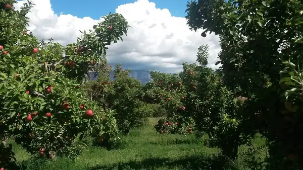 Alary Farm, Corrales, NM