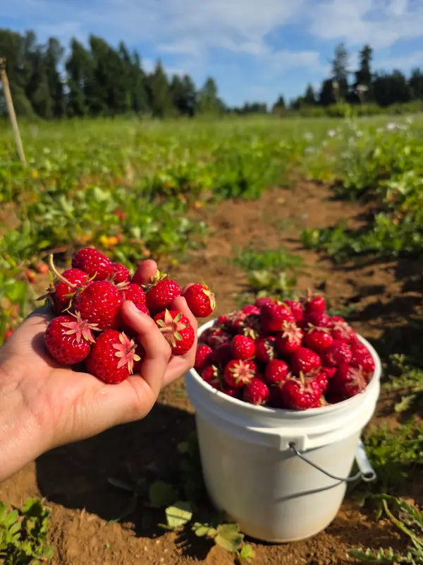 Albeke Farms, Oregon City, OR