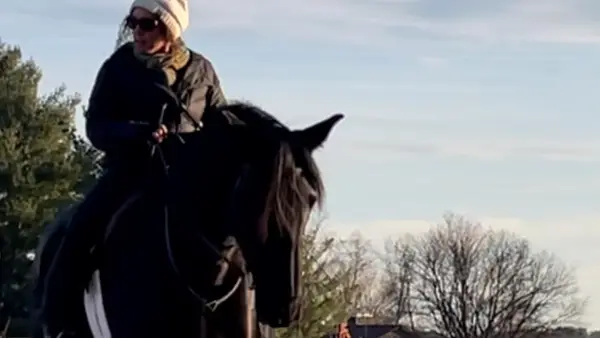 Alivio Equestrian Academy LLC