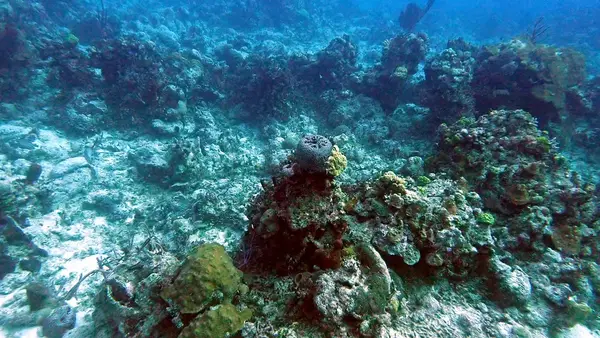 All Things Aquatic Dive Center