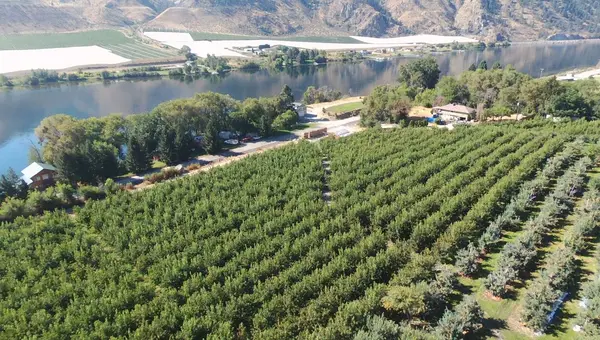 Allview Orchards, Chelan, WA