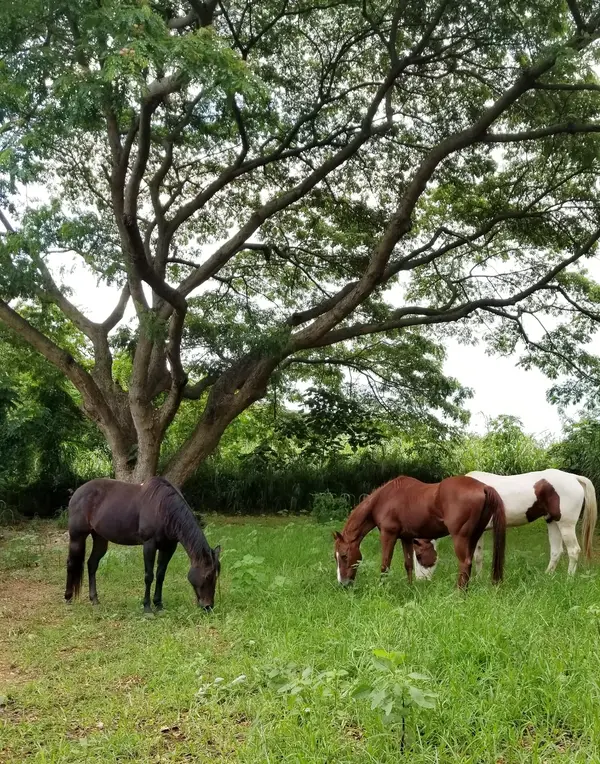 Aloha Riding Lessons, LLC