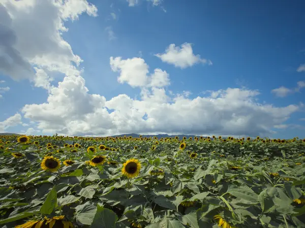 Aloun Farms, Inc., Kapolei, HI