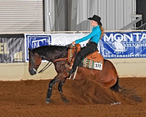 AMC Performance Horses LLC