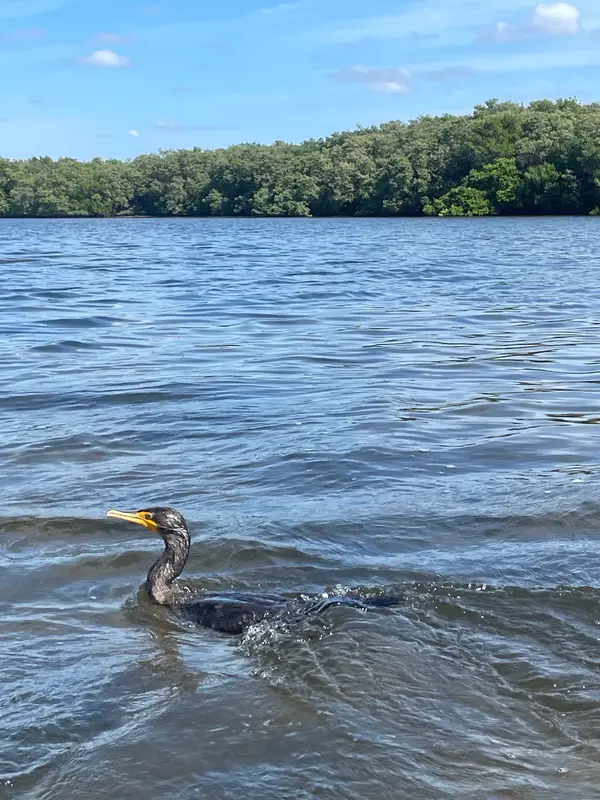 AMI Paddleboard & Kayak Adventures, photo 3