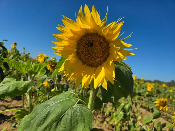 Aplin Farms, Dothan, AL