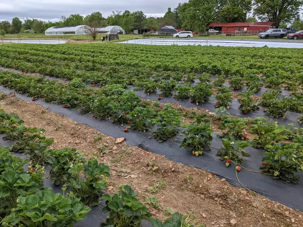 Appel Farms, Springdale, AR