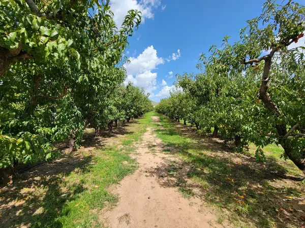 Apple Annie's You-Pick Orchard, Willcox, AZ