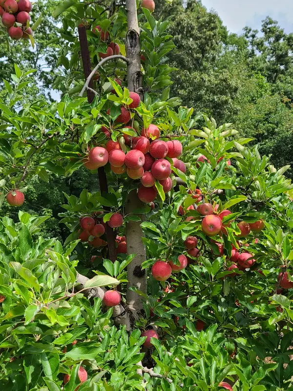 Apple Hill Orchard and Cider Mill, Morganton, NC