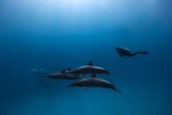 Aquatic Life Divers, Kona
