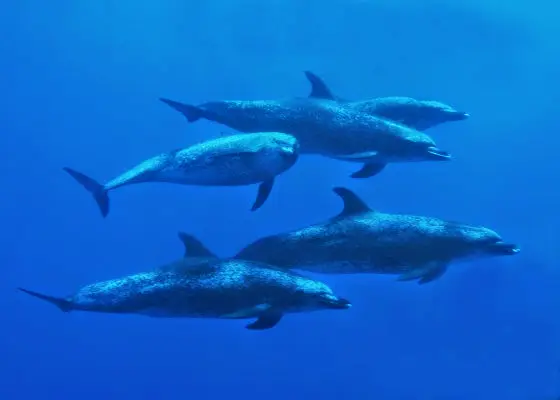 Aquatic Safaris SCUBA Center