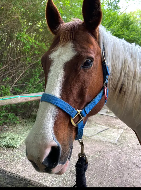 Ascend Horseback Riding, photo 2